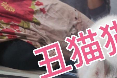猫吃瓜子正常吗