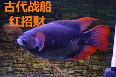 战船鱼寿命