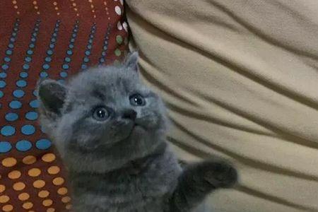 蓝猫发育标准