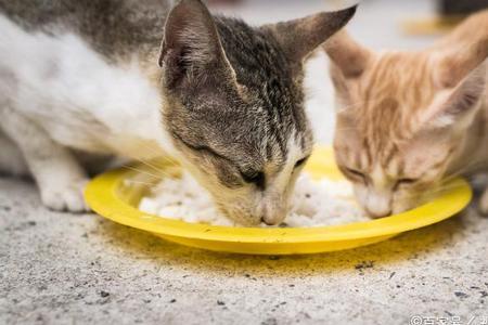 人吃的药猫能吃吗