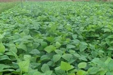 蒙豆1137大豆种子种植密度