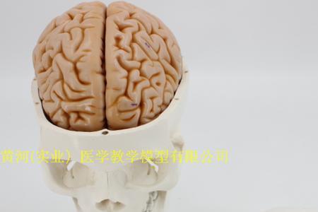 头盖骨一般多大