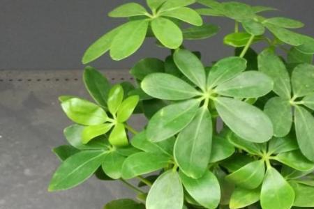 七叶莲与七叶一枝花区别