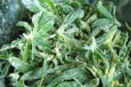 扫帚菜素馅饺子的做法