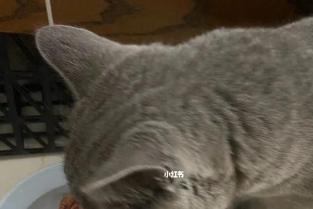 猫吃生骨肉需要加盐吗