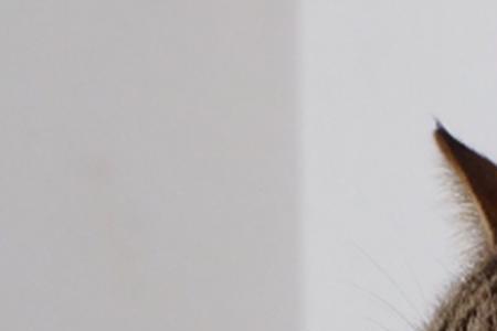 猫为什么会对着自己尾巴哈气