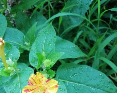 给地雷花传粉的昆虫