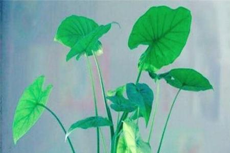 滴水观音茎块买回来怎么栽