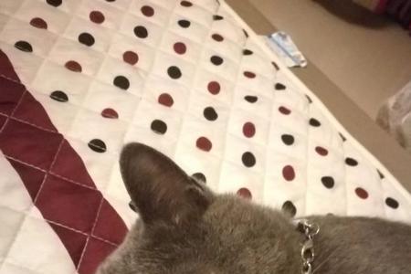 蓝猫会听懂人说的话吗