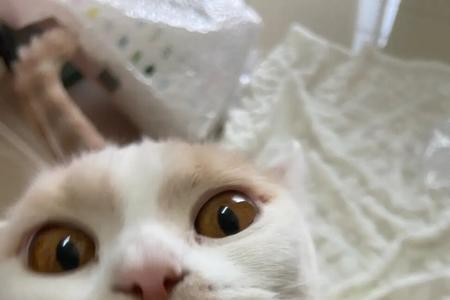 什么猫爱吃秋刀鱼