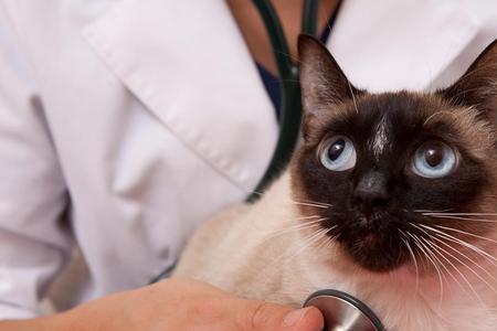 孕妇养猫的多吗