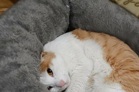 小猫多大离开产房