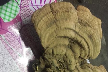 死杨树上长的灵芝价值