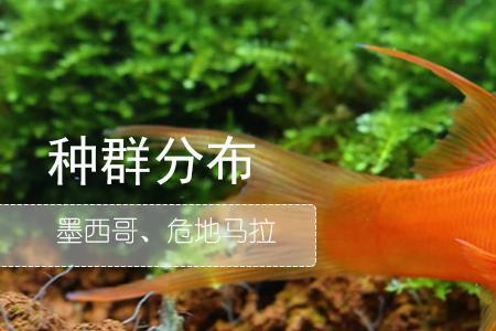 红玛丽生小鱼的前兆