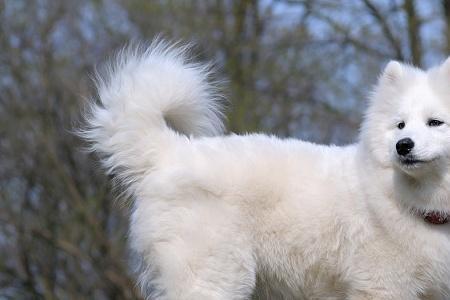 爱斯基摩犬适合家养吗