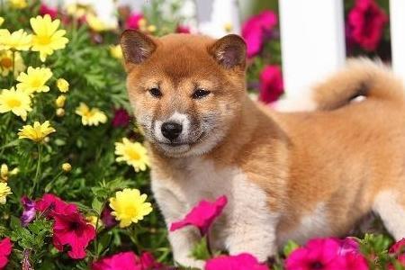 豆柴犬容易叫吗