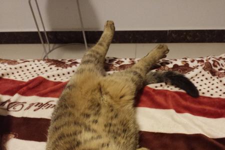 蹭蹭地长是什么意思