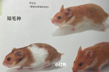 四个月大长毛金丝熊体重