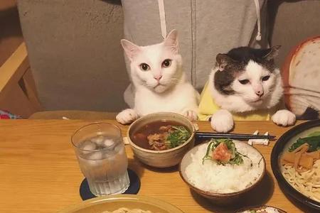 一猫两人三餐四季出自哪里