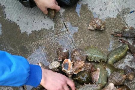 养殖圈里的梭子蟹吃海参吗