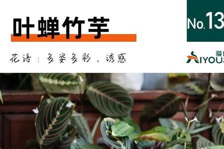 叶蝉竹芋对猫有害吗