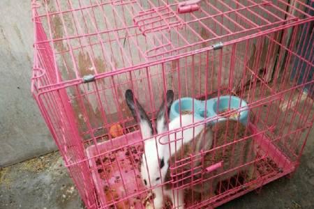 两只兔子用多大笼子