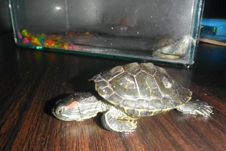 乌龟被晒死是什么状态