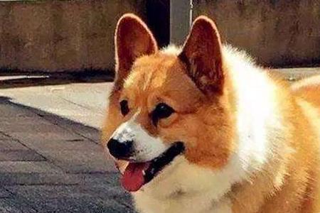柯基幼犬腿细正常吗