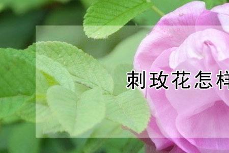 刺玫花的养殖方法和注意事项