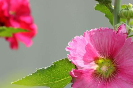 凉拌蜀葵花做法