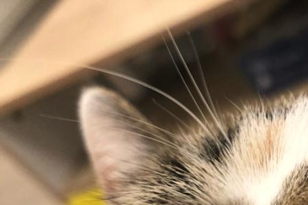 猫咪为什么喜欢吃毛豆
