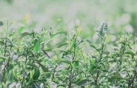欲将新火试新茶的下半句