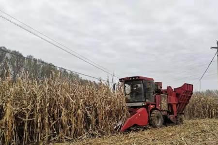 玉米地收入标准