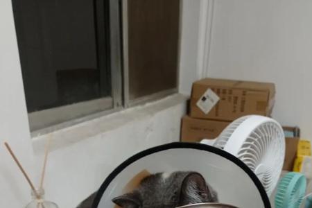 伊丽莎白圈反着戴有用么