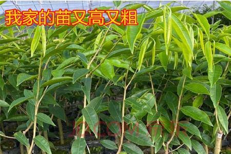为什么奇楠用劈接嫁接