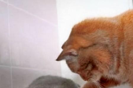 济南话猫是什么意思