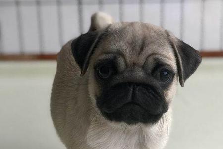 怎么分辨巴哥犬是不是杂交的