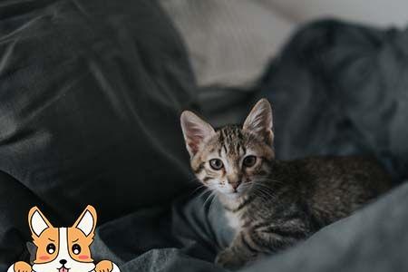 野猫身上有味吗