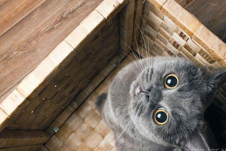 为什么灰猫是名猫