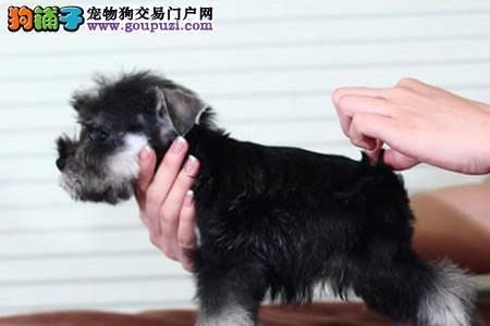 雪纳瑞能吃姑鸟吗