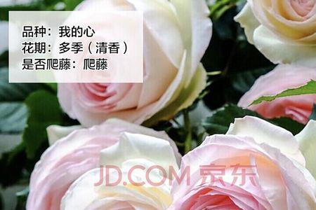 山村月季开花时间