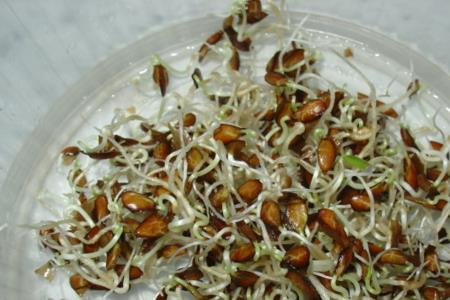 花椒籽一斤能出几斤芽苗菜