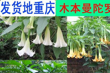 木本曼陀罗有种子吗