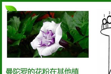 花粉是配子吗