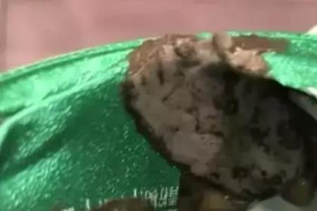 青柠先生是什么梗