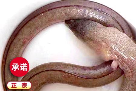 花鳗鱼要煮多久才会熟