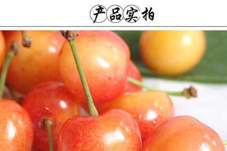 黄蜜樱桃产地哪里最好