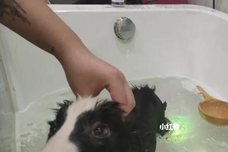三毛是什么品种狗