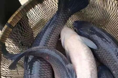 20斤大青鱼炖法
