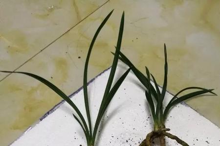甲基硫菌灵用于兰花的比例